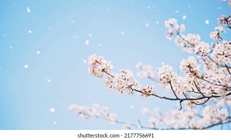 Falling Cherry Blossoms. Spring In Japan. Hanami.