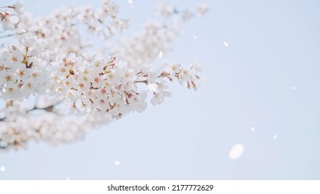 Falling Cherry Blossoms. Spring In Japan. Hanami.