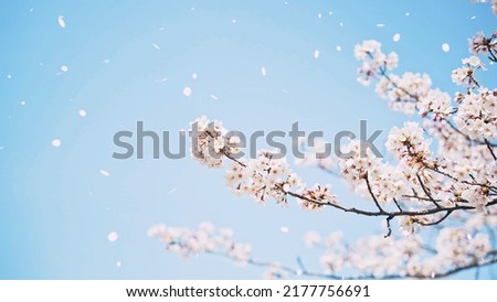 Falling cherry blossoms. Spring in Japan. Hanami.