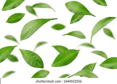Falling Citrus leaf, lemon, grapefruit, orange, lime, kumquat, isolated on white background, selective focus