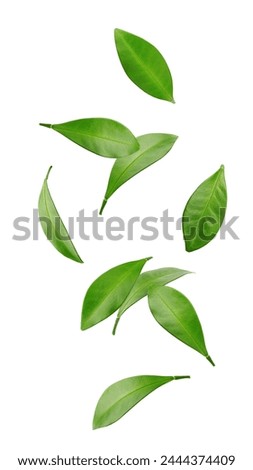 Falling Citrus leaf, lemon, grapefruit, orange, lime, kumquat, isolated on white background, clipping path, full depth of field