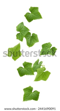 Falling Cucumber leaf isolated on white background, full depth of field, clipping path