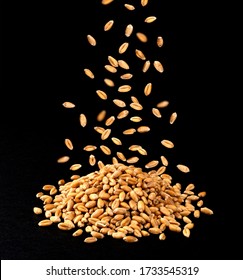 Falling Dry Wheat Grains Isolated On Black Background, Small Heap Of Wheat Seeds, Close Up