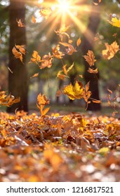 Falling Dry Yellow Maple Leaves In The Rays Of A Bright Sun On An Autumn Afternoon, Selective Focus, Ukraine, Kherson