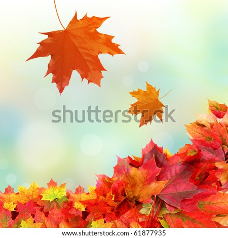  falling fall leaves