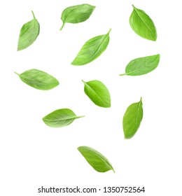 Falling Fresh Green Basil Leaves On White Background, Top View