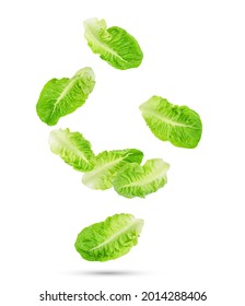 Falling Of Fresh Green Cos Lettuce Leaves Isolated On White Background.