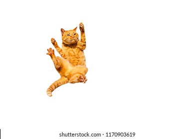 Falling ginger cat isolated on a white background.