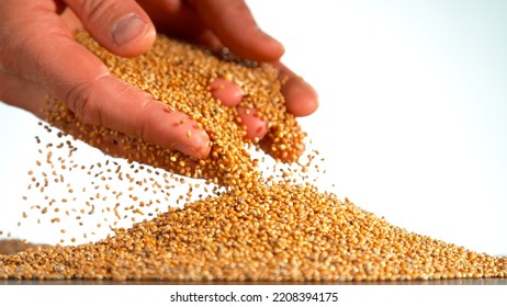 Falling of grain millet from farmers hands, close-up, macro shot - Powered by Shutterstock