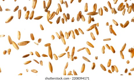 Falling of grain oats close-up, macro shot - Powered by Shutterstock