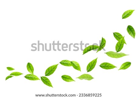 Falling green leafs flying in air isolated on white background.The leafs be blow away by wind.With clipping path.
