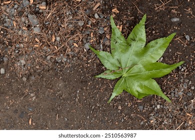 Falling green maple leaf on rough dirt ground, copy space