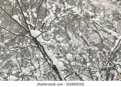 The falling large snow in the branches of trees covered with a layer of fluffy snow in the courtyard of the apartment building. Texture of ice and snow. Winter magic.
