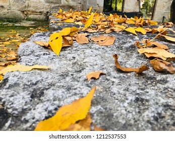 Falling leafs in the Autumn.