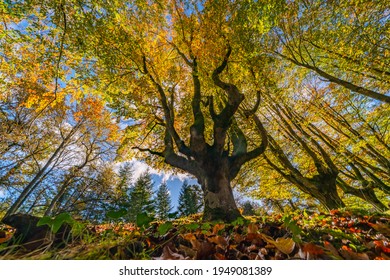 The falling leaves colors the autumn season in the forest. Otzarreta forest, Gorbea Natural Park, Bizkaia, Spain
