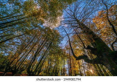 The falling leaves colors the autumn season in the forest. Otzarreta forest, Gorbea Natural Park, Bizkaia, Spain