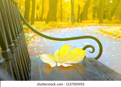 Falling leaves, mellow autumn. Autumn in city Park in yellow leaves. Yellow chestnut leaves on garden bench, sad mood of past summer - Powered by Shutterstock