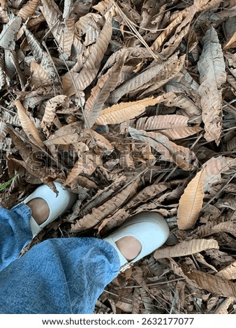 Falling leaves never hate the wind, and my steps are not afraid to pass those that have ended.