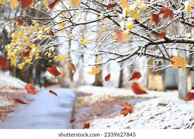 falling leaves snow autumn, winter season tree - Powered by Shutterstock