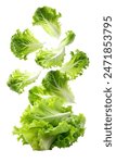 Falling lettuces isolated on a white background copy
