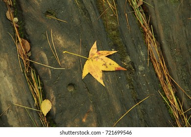 Falling Maple Leaf