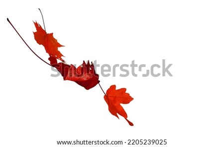 Falling maple leaves for black friday and Halloween seasonal price drop concept. Red maple leaves isolated on white background.