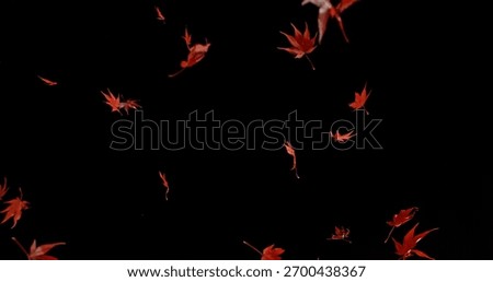 Falling Maple Leaves. Freeze Motion of Autumn Leaves Isolated on Black Background. VFX Overlay Texture.