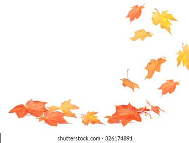 Falling Maple Leaves Isolated On White Stock Photo 326174891 | Shutterstock