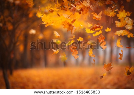 Falling maple leaves in the park. Bright gold autumn time. Abstract image, non focus. Copy space