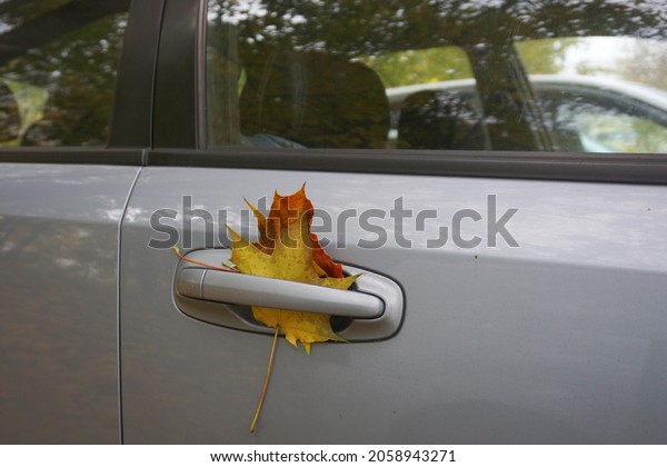 Falling maple leaves are stuck in the door handle of\
the car.