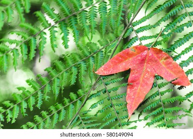 Falling Maple tree leaves on the green  leaves.