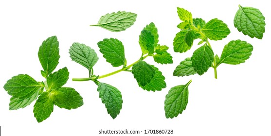 Falling melissa leaves, lemon balm twig isolated on white background with clipping path - Powered by Shutterstock