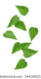 Falling Nettle isolated on white background, clipping path, full depth of field