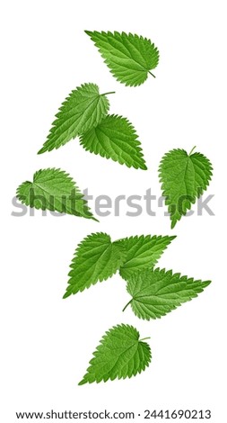 Falling Nettle isolated on white background, clipping path, full depth of field