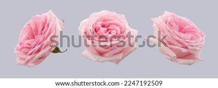 Falling pink rose isolated on grey background, clipping path, full depth of field. Ready for design. High quality pictures, real shot