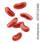 Falling red kidney bean, isolated on white background, clipping path, full depth of field