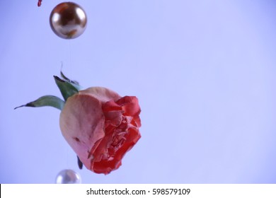 Falling roses