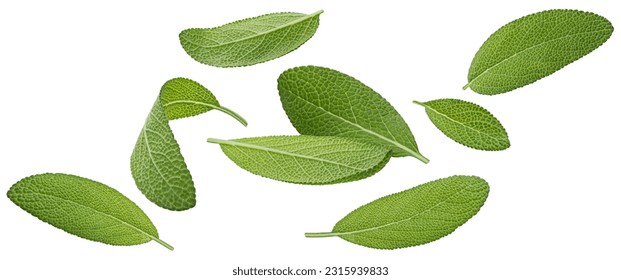 Falling sage leaves isolated on white background, full depth of field