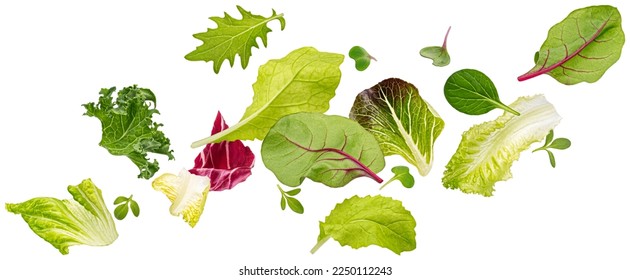 Falling salad leaves isolated on white background with clipping path - Powered by Shutterstock