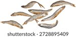 Falling small dried fish isolated on white background, salty anchovy, full depth of field