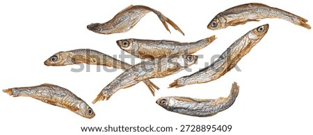 Falling small dried fish isolated on white background, salty anchovy, full depth of field
