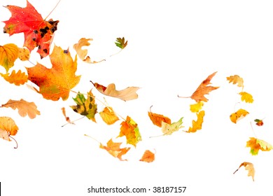 Falling And Spinning Autumn Leaves Isolated On White