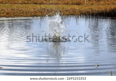 A falling stone makes a splash in the pond water.