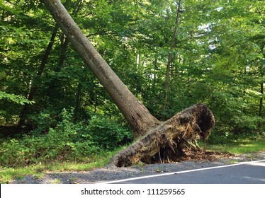 Falling Storm Tree After A Windy Storm In Maryland, USA