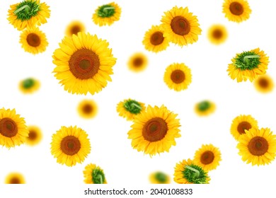 Falling sunflower, isolated on white background, selective focus