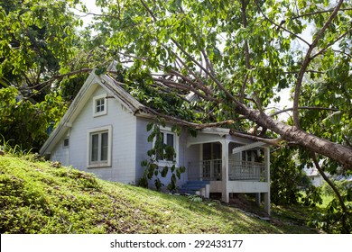 Falling Tree After Hard Storm On Damage House 