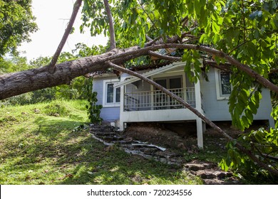 Regenbaum nach Sturm auf dem Schadenshaus