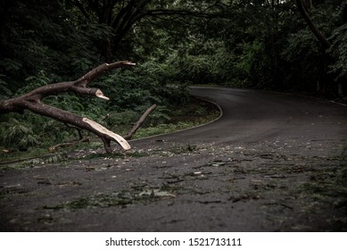 Falling Tree Debris Block Road In Forest After Rain Storm. Tree And Obstacle.