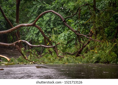 Falling Tree Debris Block Road In Forest After Rain Storm. Tree And Obstacle.