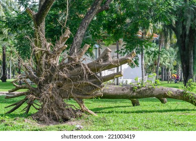 Falling Tree In Garden.